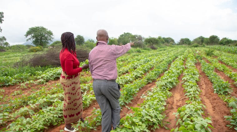 Wide Shot A Farmer Showing An Entreprenuer His Greengram Crop In Makindu
